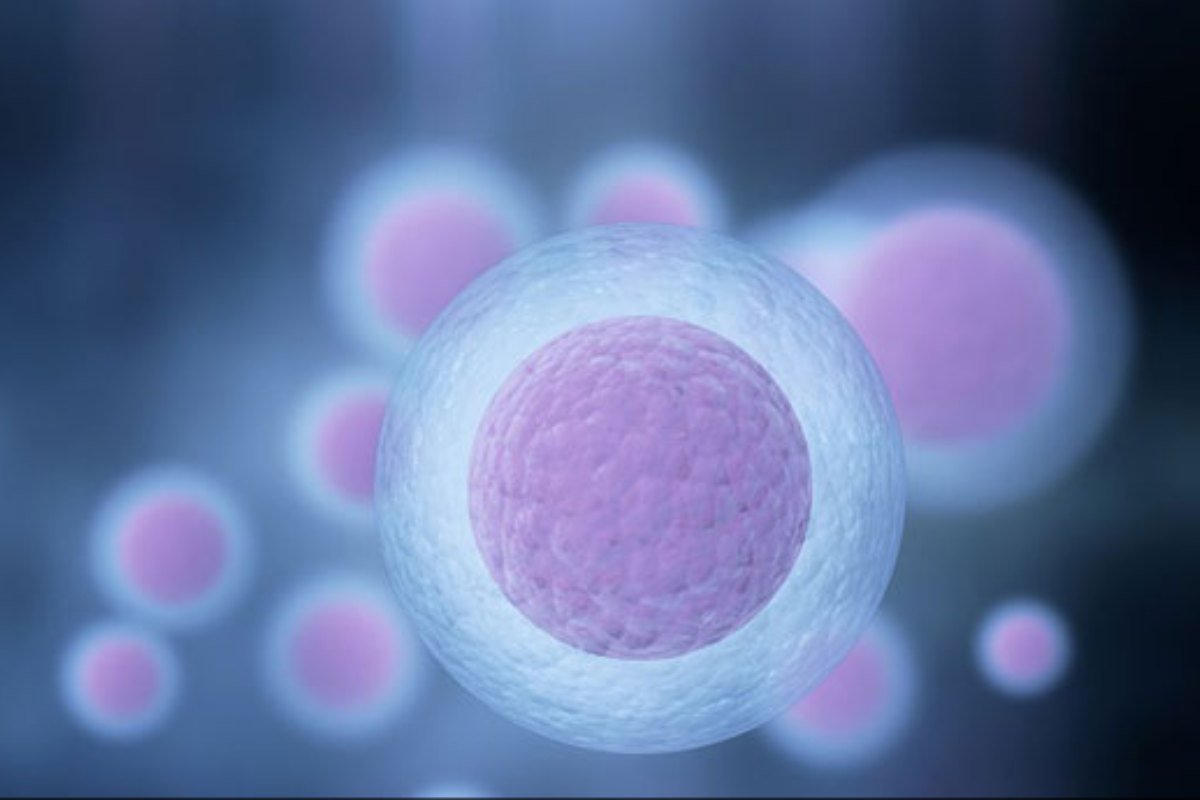 Egg Donation Service